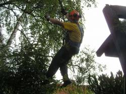rooien dennen bomen kappen sparren bomen verwijderen coniferen en struiken in Brabant